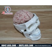 Mô hình giải phẫu hộp sọ và não người